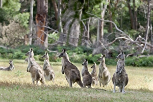 Images Dated 11th December 2011: Eastern grey kangaroo (Macropus giganteus), Australia