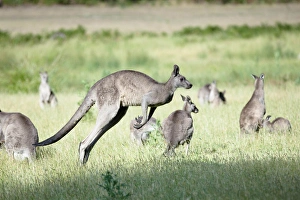 Images Dated 10th December 2011: Eastern grey kangaroo (Macropus giganteus), Australia