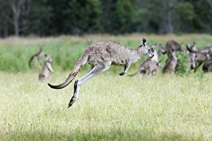 Images Dated 11th December 2011: Eastern grey kangaroo (Macropus giganteus), Australia