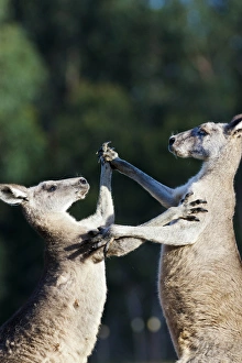 Images Dated 11th December 2011: Eastern grey kangaroo (Macropus giganteus), Australia