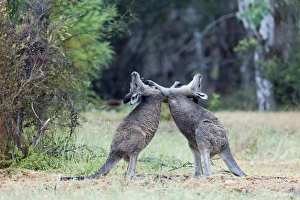 Images Dated 9th December 2011: Eastern grey kangaroo (Macropus giganteus), Australia