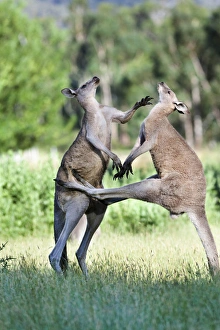 Images Dated 10th December 2011: Eastern grey kangaroo (Macropus giganteus), Australia