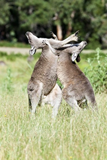 Images Dated 11th December 2011: Eastern grey kangaroo (Macropus giganteus), Australia