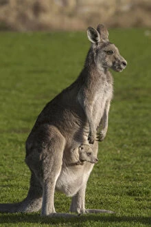 Australia Gallery: Eastern Grey Kangaroo (Macropus giganteus) with Joey in Pouch, Eltham College Environmental Reserve