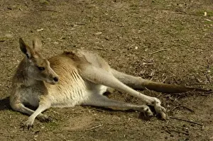 Images Dated 23rd September 2006: Eastern Grey Kangaroo (Macropus giganteus) CAPTIVE Queensland. AUSTRALIA