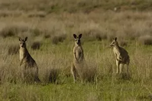 Images Dated 3rd October 2006: Eastern Grey Kangaroos (Macropus giganteus) Queensland. AUSTRALIA