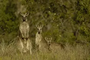 Images Dated 2nd October 2006: Eastern Grey Kangaroos (Macropus giganteus) at Lake Glenbawn in the Upper Hunter Valley