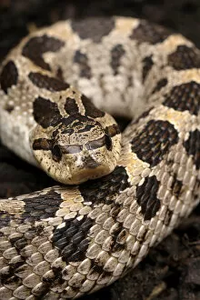 Images Dated 30th June 2007: Eastern hognose snake, Heterodon platirhinos, controlled, Central Florida