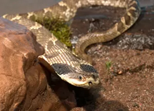 Eastern Hognose snake showing the cobra like flaring of the neck activated when it