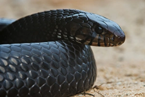 Images Dated 1st August 2014: Eastern Indigo Snake (Drymarchon couperi) CAPTIVE. The Orianne Indigo Snake Preserve