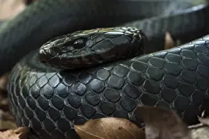 Images Dated 30th April 2011: Eastern Indigo Snake (Drymarchon couperi) CAPTIVE The Orianne Indigo Snake Preserve