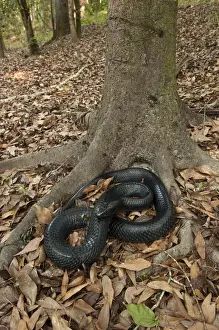 Images Dated 30th April 2011: Eastern Indigo Snake (Drymarchon couperi) CAPTIVE The Orianne Indigo Snake Preserve