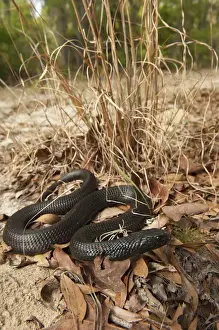 Images Dated 16th April 2011: Eastern Indigo Snake (Drymarchon couperi) Juvenile CAPTIVE The Orianne Indigo