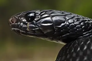 Juvenile Prints: Eastern Indigo Snake (Drymarchon couperi) Juvenile CAPTIVE The Orianne Indigo