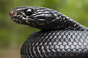 Eastern Indigo Snake (Drymarchon couperi) Juvenile CAPTIVE The Orianne Indigo