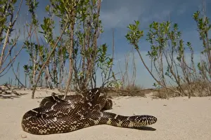 Barrier Island Prints: Eastern Kingsnake or Common Kingsnake (Lampropeltis getula) is a harmless colubrid
