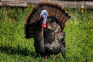 Whitefish Prints: Eastern male wild tom turkey in breeding plumage near Whitefish