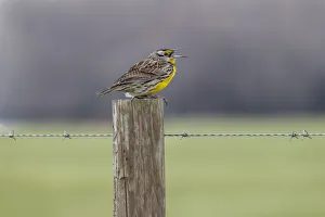 Fence Post Prints: Eastern meadowlark on fence post, Florida
