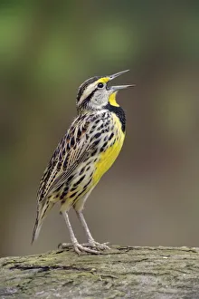 Eastern meadowlark singing, Ohio