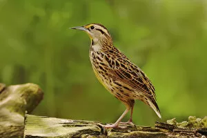 Images Dated 11th May 2004: Eastern Meadowlark, Sturnella magna