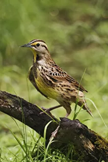 Images Dated 11th May 2004: Eastern Meadowlark, Sturnella magna