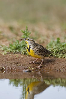 Thirst Prints: Eastern Meadowlark (Sturnella magna) drinking