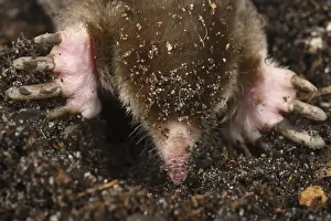 Images Dated 17th October 2006: Eastern Mole searching for food Scalopus aquaticus Central Florida
