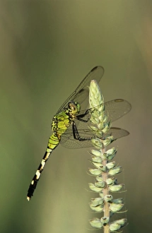 Fresh Water Prints: Eastern Pondhawk, Erythemis simplicicollis