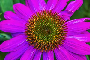 Images Dated 2021 April: Eastern purple coneflower blooming. Native to North America