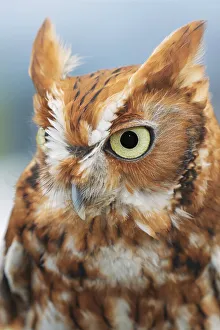 Eastern screech owl, Florida