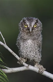 Eastern Screech-Owl, Megascops asio, Otus asio, young fledgling, Willacy County, Rio Grande Valley