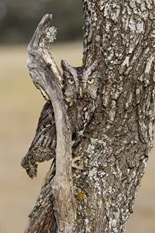 Images Dated 7th October 2015: Eastern Screech Owl (Otus asio) roosting in tree