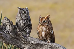 Raptor Prints: Eastern Screech Owl (Otus asio) roosting in tree