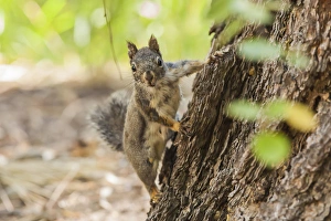 Climbing Prints: Eastern Sierra Nevada. An inquisitive Douglas Squirrel or Chickaree