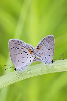 Mating Prints: Eastern Tailed-Blues mating in prairie, Marion County, Illinois. (Editorial Use Only)