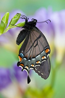 Images Dated 12th March 2010: Eastern Tiger Swallowtail, Black Form, Papilio glaucus