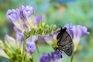 Images Dated 12th March 2010: Eastern Tiger Swallowtail, Black Form, Papilio glaucus