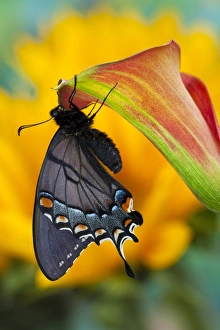 Eastern Tiger Swallowtail, Black Form, Papilio glaucus