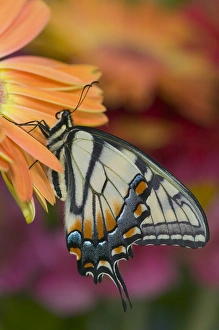 Eastern Tiger Swallowtail Butterfly, Papilio glaucus