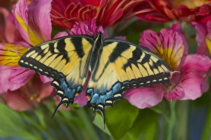 Images Dated 24th December 2005: Eastern Tiger Swallowtail Butterfly, Papilio glaucus