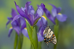 Images Dated 30th December 2005: Eastern Tiger Swallowtail Butterfly, Papilio glaucus