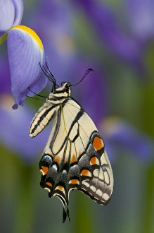 Images Dated 30th December 2005: Eastern Tiger Swallowtail Butterfly, Papilio glaucus