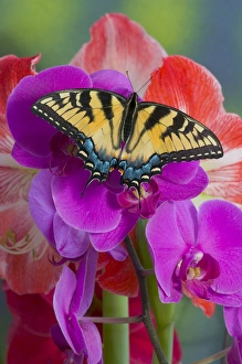 Eastern Tiger Swallowtail Butterfly, Papilio glaucus