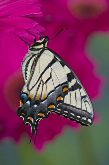 Images Dated 30th December 2005: Eastern Tiger Swallowtail Butterfly, Papilio glaucus