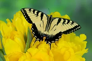 Images Dated 3rd January 2006: Eastern Tiger Swallowtail Butterfly, Papilio glaucus