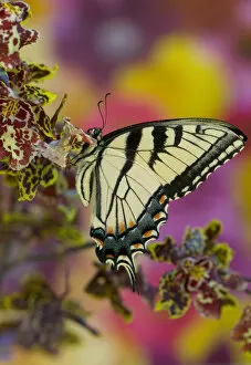 Images Dated 3rd January 2006: Eastern Tiger Swallowtail Butterfly, Papilio glaucus