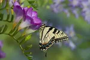 Images Dated 4th January 2006: Eastern Tiger Swallowtail Butterfly, Papilio glaucus