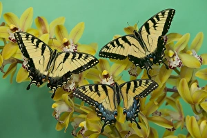 Images Dated 5th January 2006: Eastern Tiger Swallowtail Butterfly, Papilio glaucus