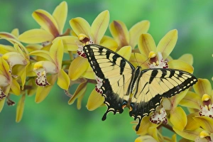 Images Dated 5th January 2006: Eastern Tiger Swallowtail Butterfly, Papilio glaucus