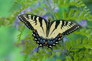 Images Dated 13th January 2006: Eastern Tiger Swallowtail Butterfly, Papilio glaucus